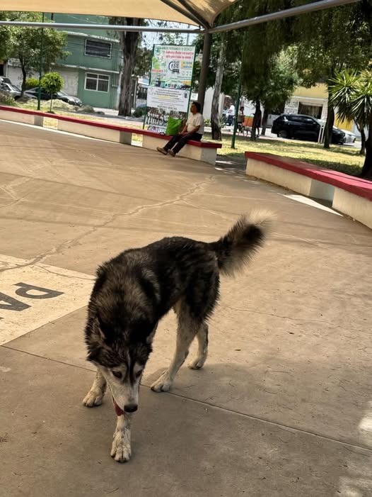 Dog sighting photo