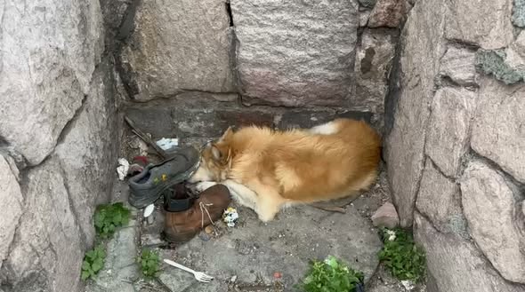 Foto del avistamiento de perro