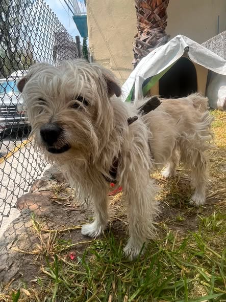Dog sighting photo