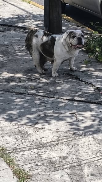 Dog sighting