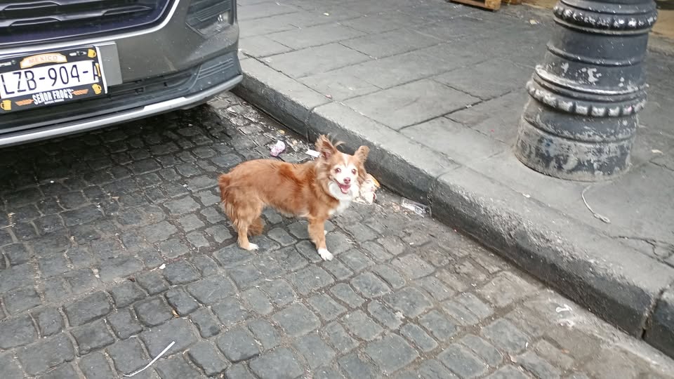 Dog sighting