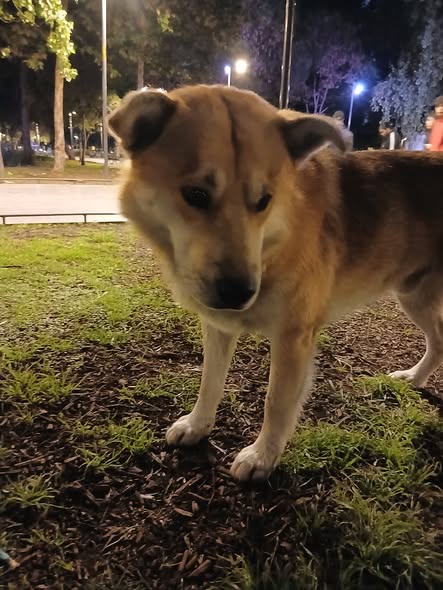 Dog sighting