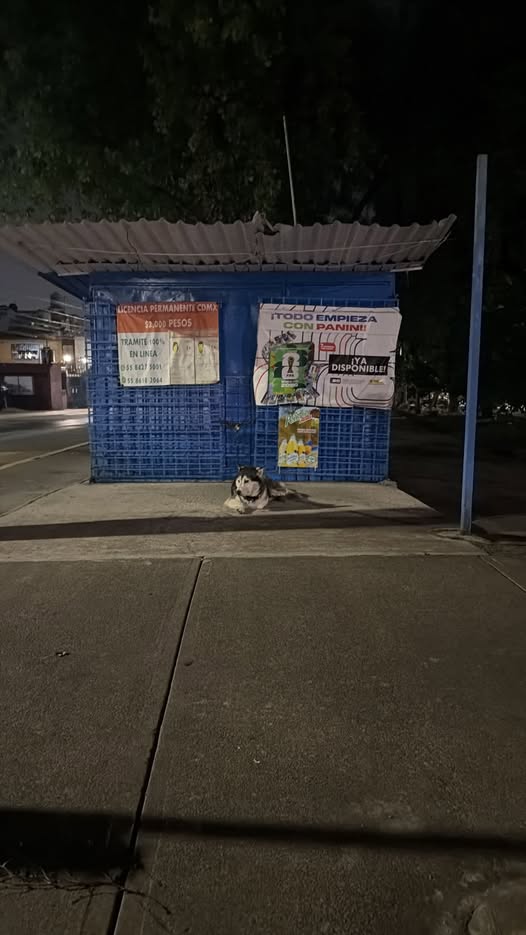 Foto del avistamiento de perro
