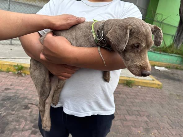 Foto del avistamiento de perro
