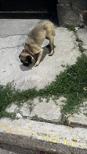 Dog sighting photo