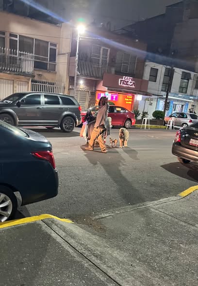 Dog sighting photo