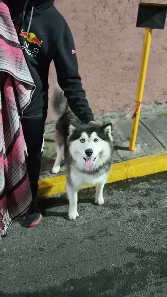 Foto del avistamiento de perro