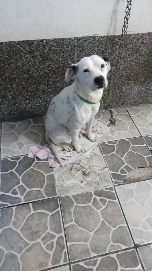 Foto del avistamiento de perro