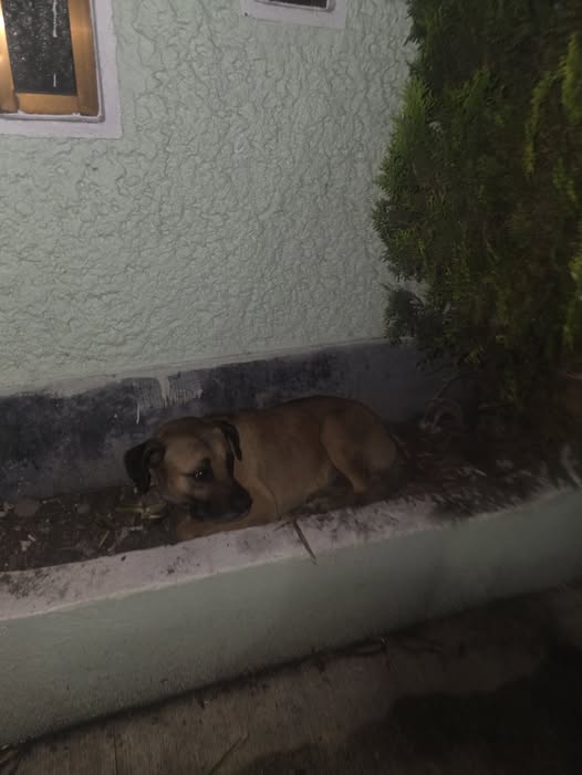 Foto del avistamiento de perro