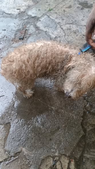 Dog sighting photo