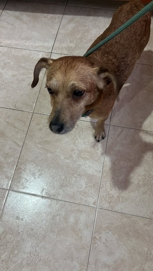 Foto del avistamiento de perro