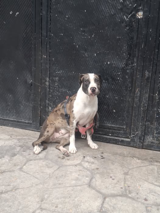 Foto del avistamiento de perro