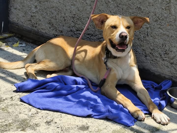 Foto del avistamiento de perro