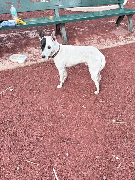 Foto del avistamiento de perro
