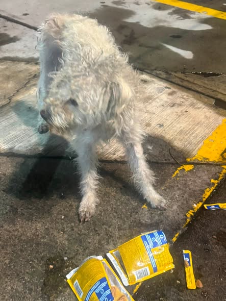 Foto del avistamiento de perro