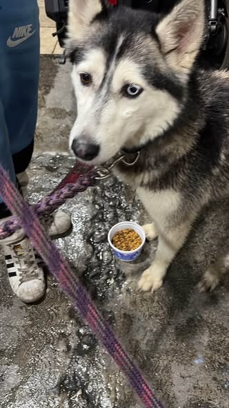 Dog sighting photo