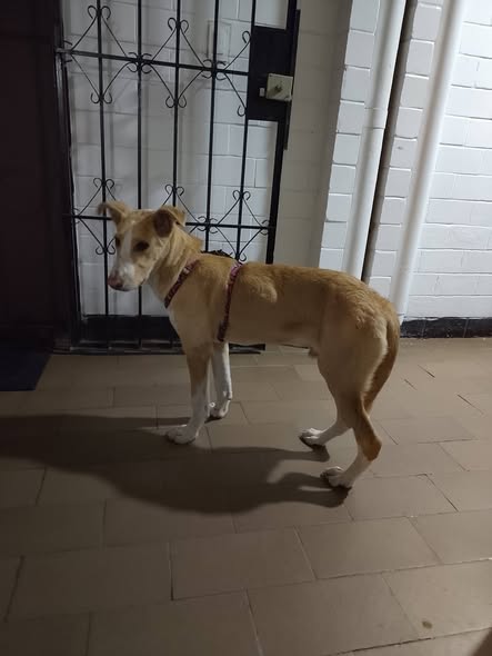 Foto del avistamiento de perro