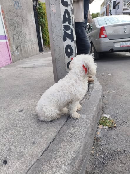 Dog sighting photo