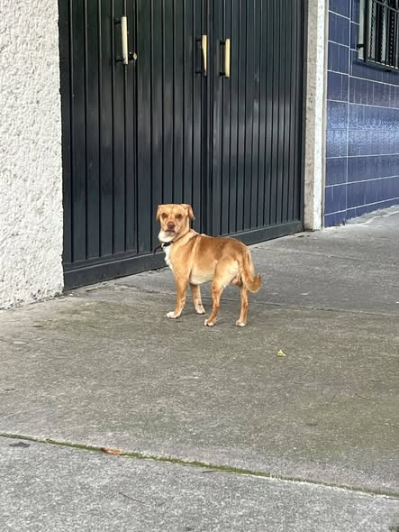 Foto del avistamiento de perro