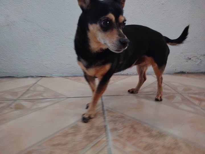 Foto del avistamiento de perro