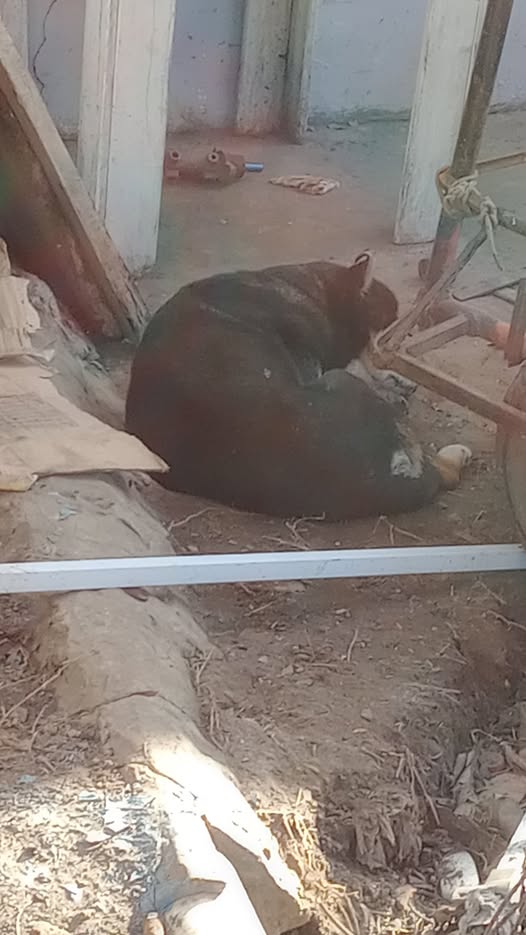 Foto del avistamiento de perro
