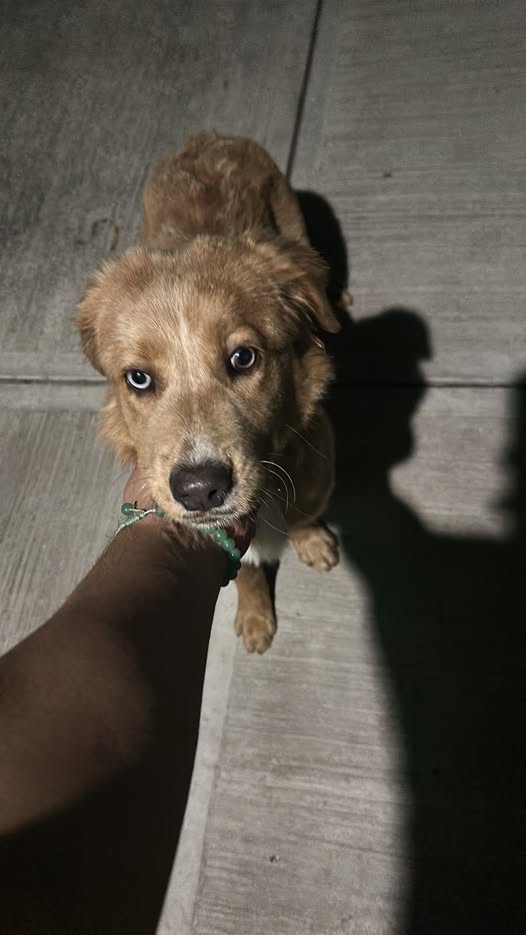 Foto del avistamiento de perro
