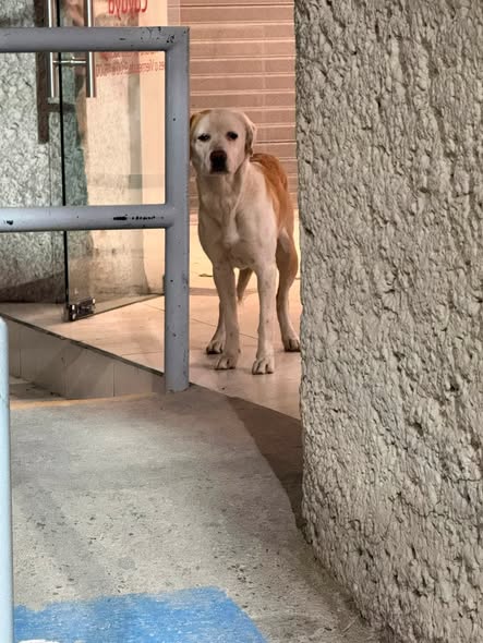 Foto del avistamiento de perro