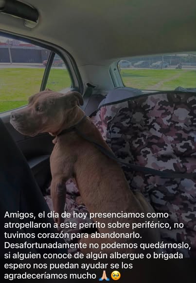 Dog sighting photo