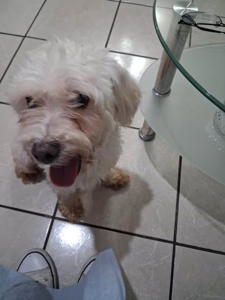 Foto del avistamiento de perro