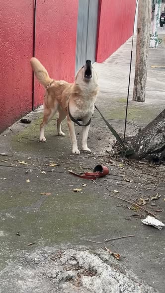 Dog sighting photo