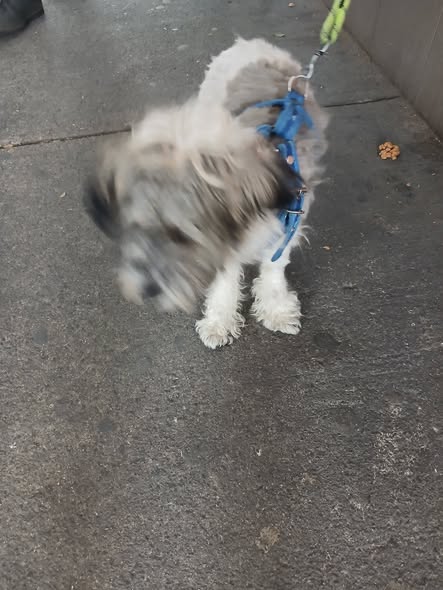 Foto del avistamiento de perro