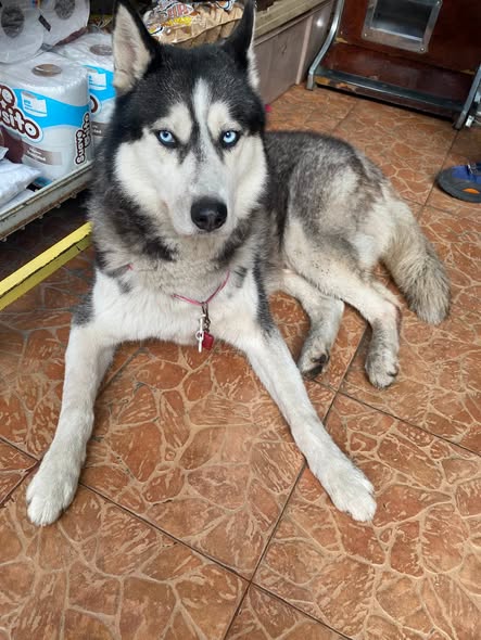 Foto del avistamiento de perro