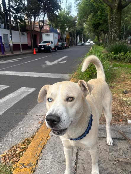 Foto del avistamiento de perro
