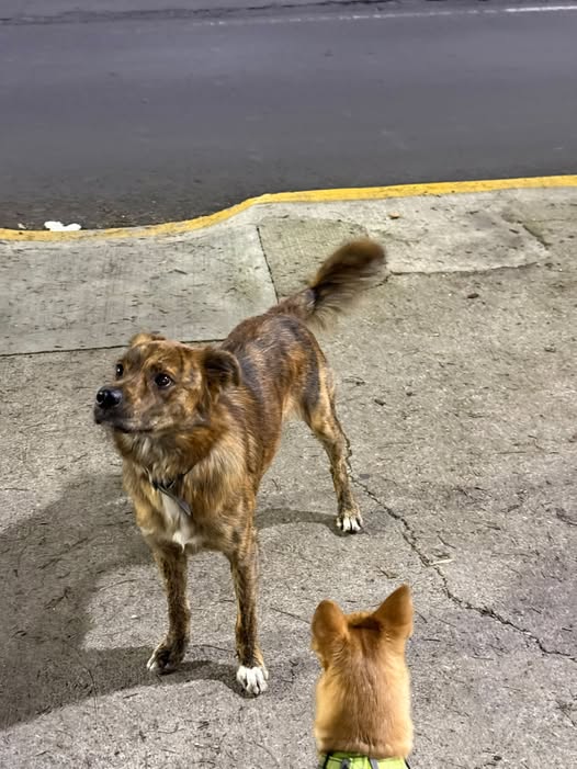 Dog sighting photo