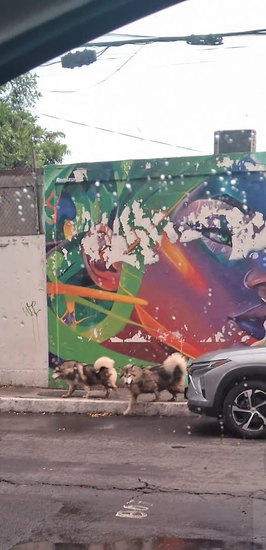 Foto del avistamiento de perro