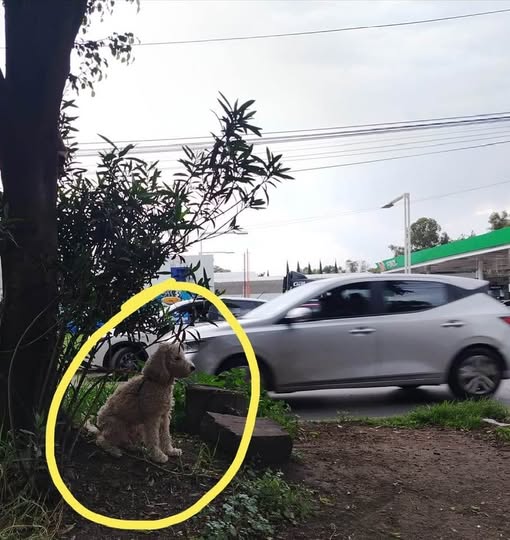 Foto del avistamiento de perro
