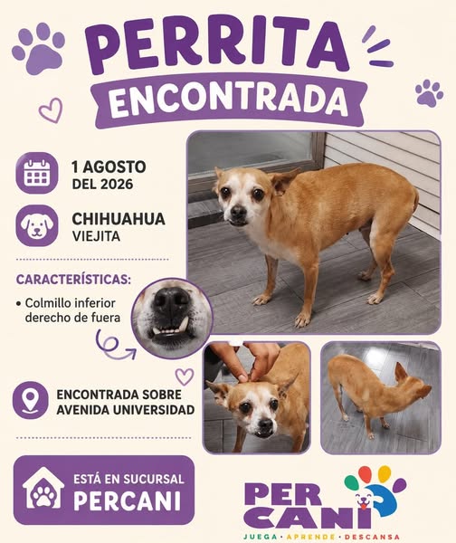 Foto del avistamiento de perro