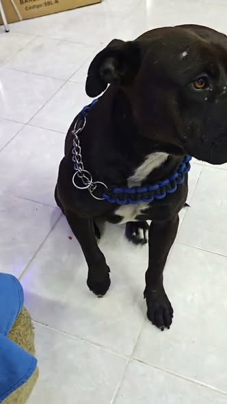 Dog sighting photo