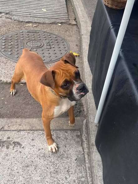 Foto del avistamiento de perro