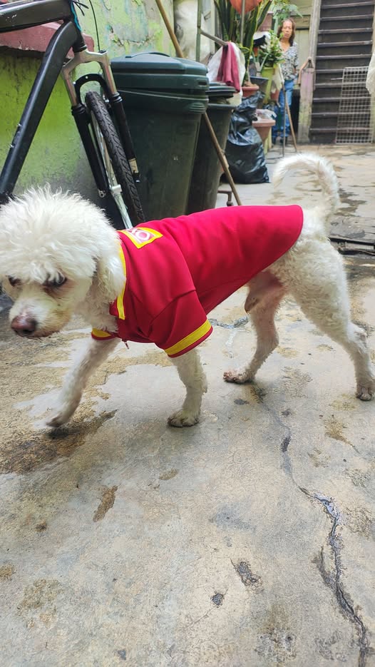 Dog sighting photo