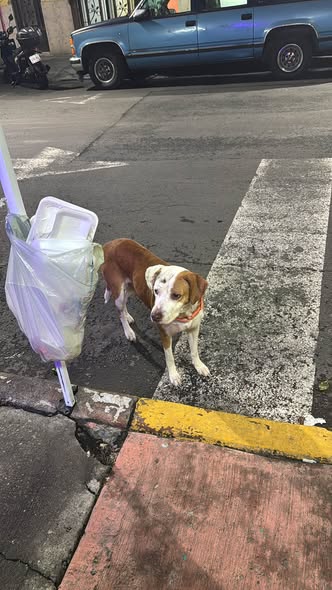 Foto del avistamiento de perro