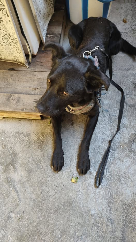 Foto del avistamiento de perro