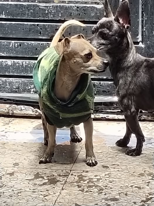 Foto del avistamiento de perro