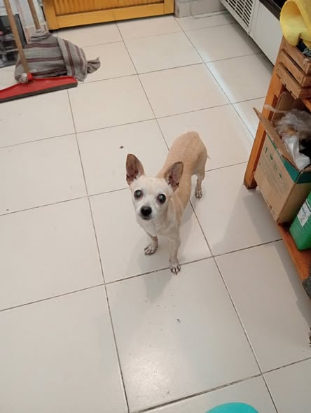 Dog sighting photo