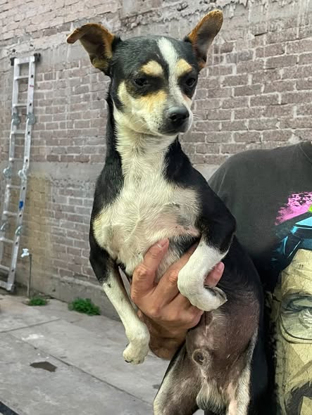 Foto del avistamiento de perro