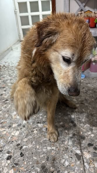 Foto del avistamiento de perro
