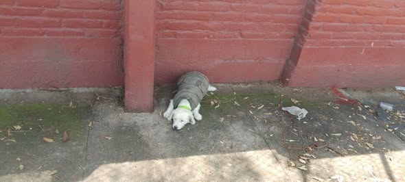 Foto del avistamiento de perro