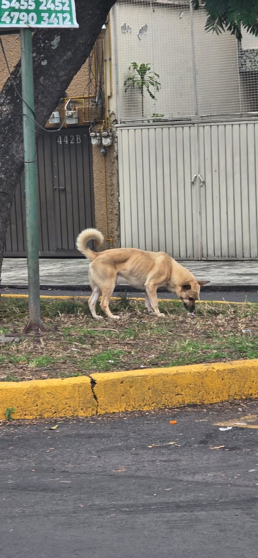 Foto del avistamiento de perro