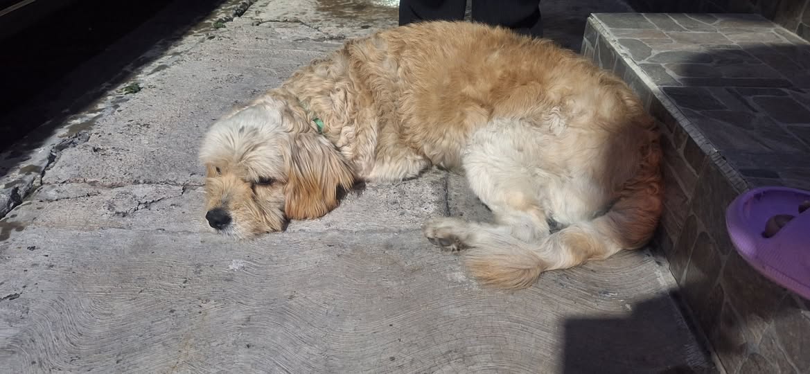 Foto del avistamiento de perro