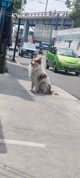 Dog sighting photo